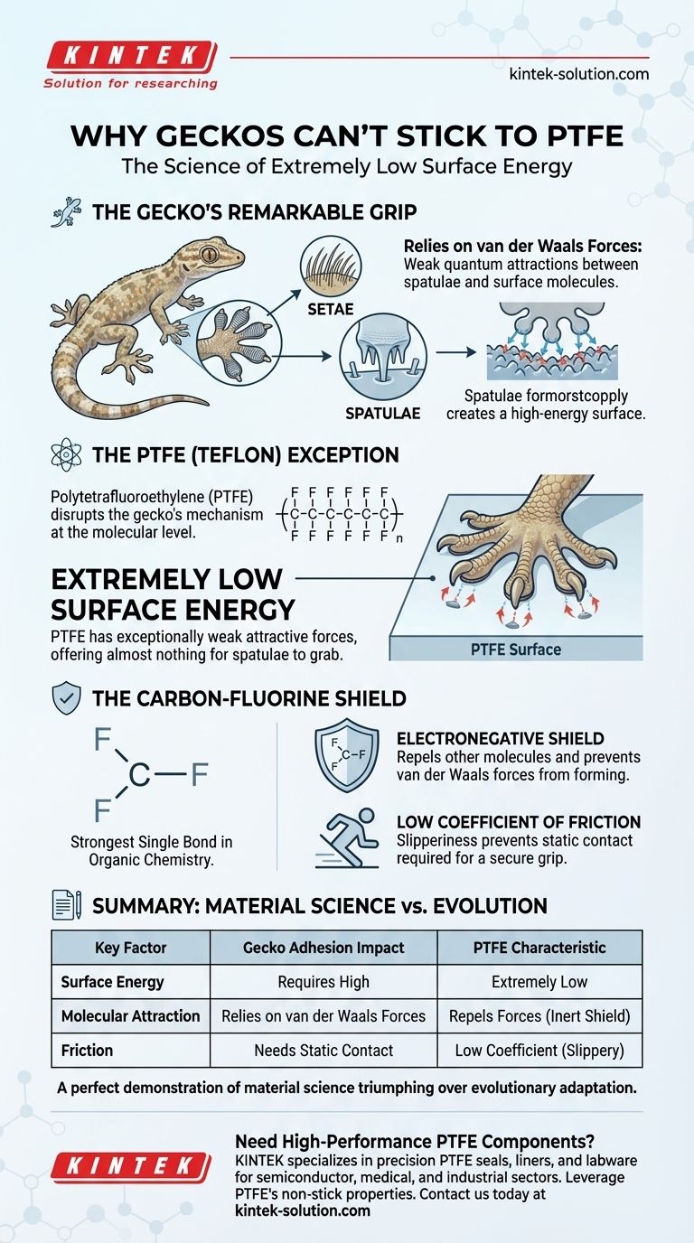 Qual característica única do PTFE impede que os lagartixas-de-parede grudem nele? Sua Energia de Superfície Extremamente Baixa Guia Visual